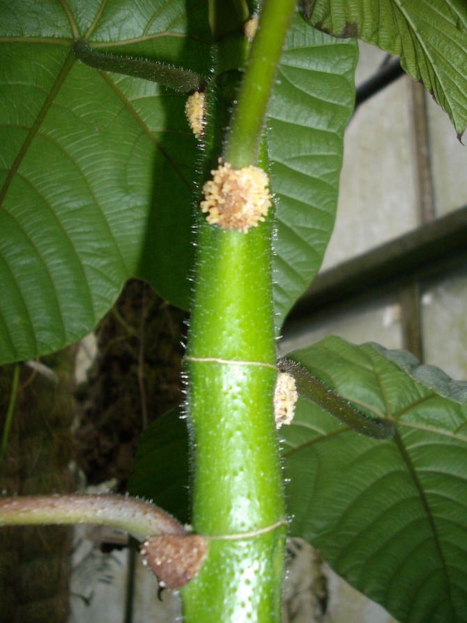 Coussapa tessmannii Mildbraed (Urticaceae), Amérique du Sud : corps nourriciers pour les fourmis, les "corps de Müller" à la base des feuilles - © CJBN